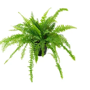 Tessa de Varen (Nephrolepis exaltata)