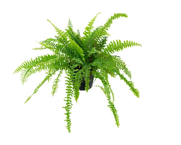 Tessa de Varen (Nephrolepis exaltata)